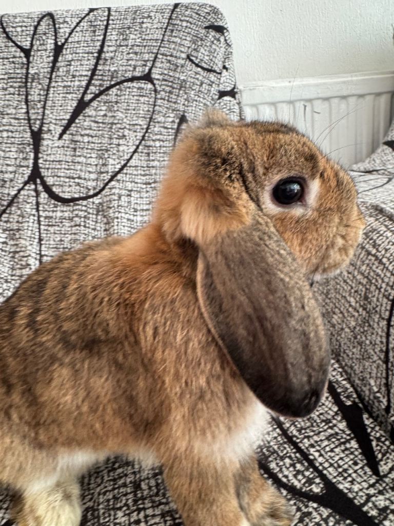 Baby mini lops 
