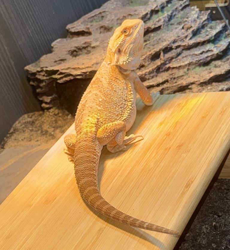 Male 6 month bearded dragon and viv
