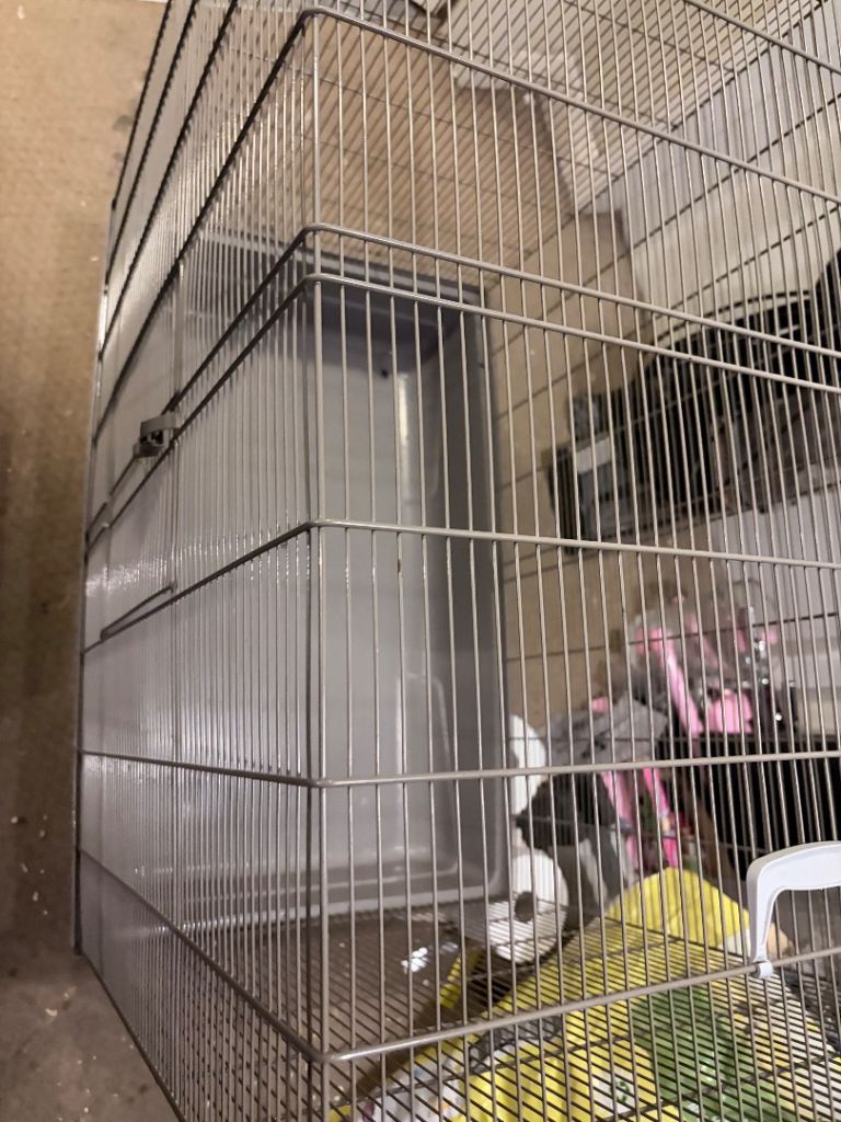 Rat cage, pre-owned