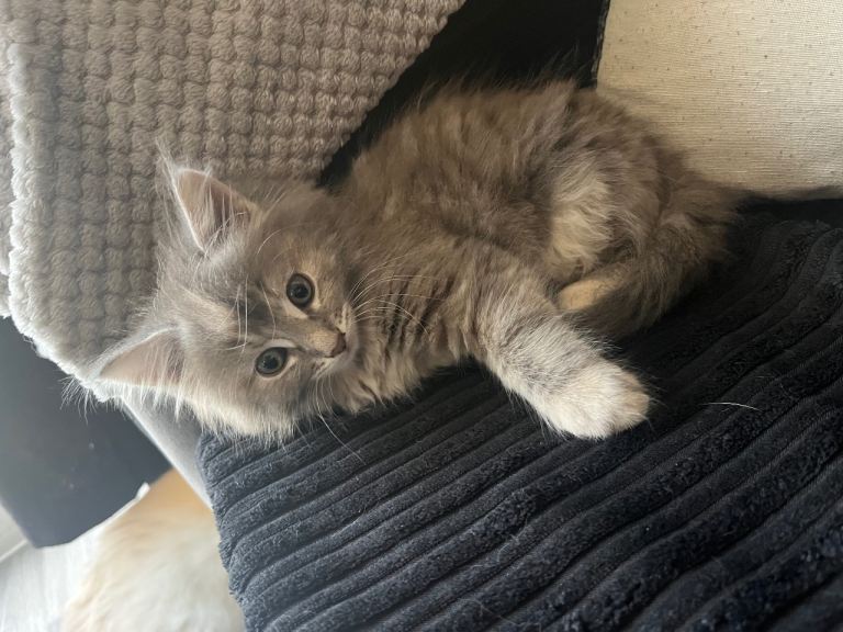 Female kitten 