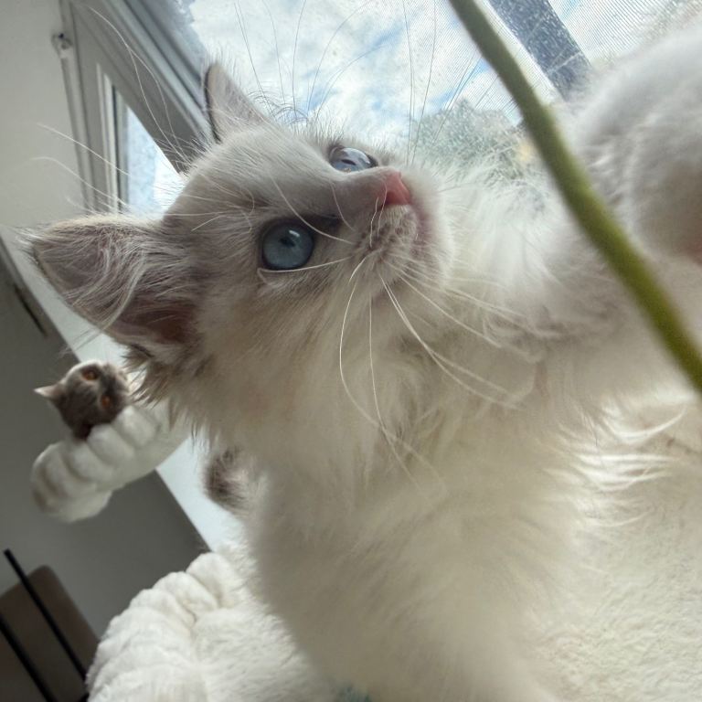 Beautiful unique bi-colour ragdoll Girl 🩷
