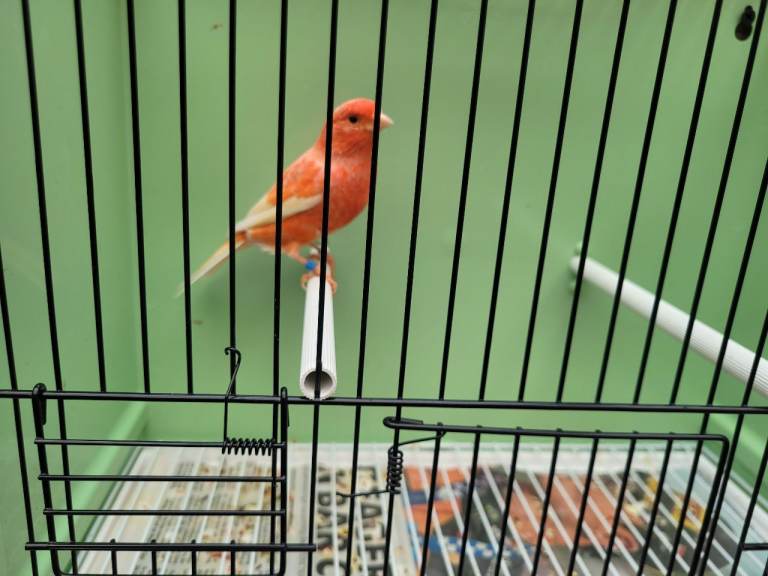 Beautiful Red Factor Canaries for sale.