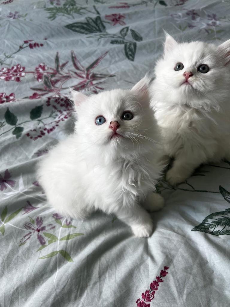 3 Beautiful British Kittens