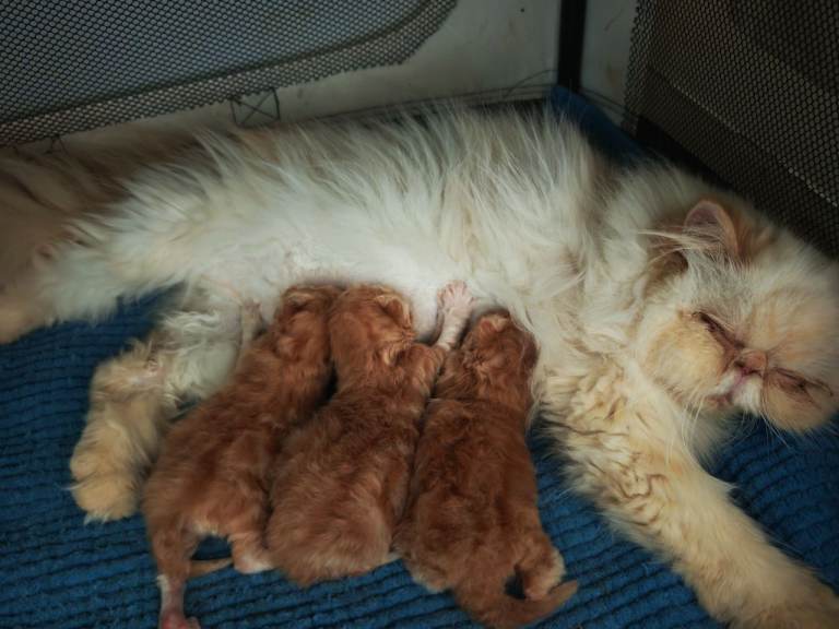 3 male persian kittens available 