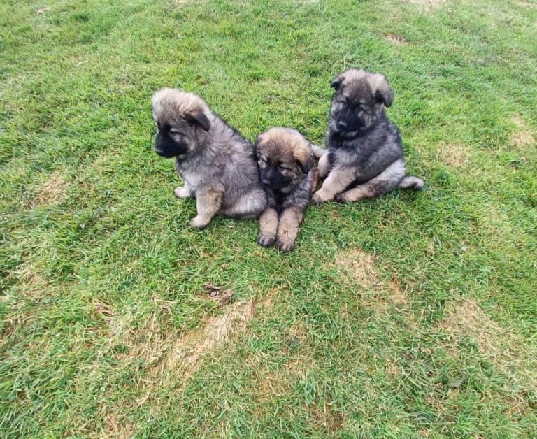 German shepherd longhaired strigjtback puppies