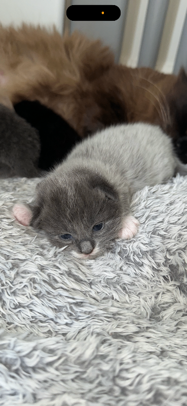 Adorable Ragdoll mix kittens