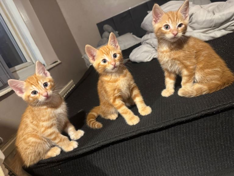 Kittens ready 15th July 