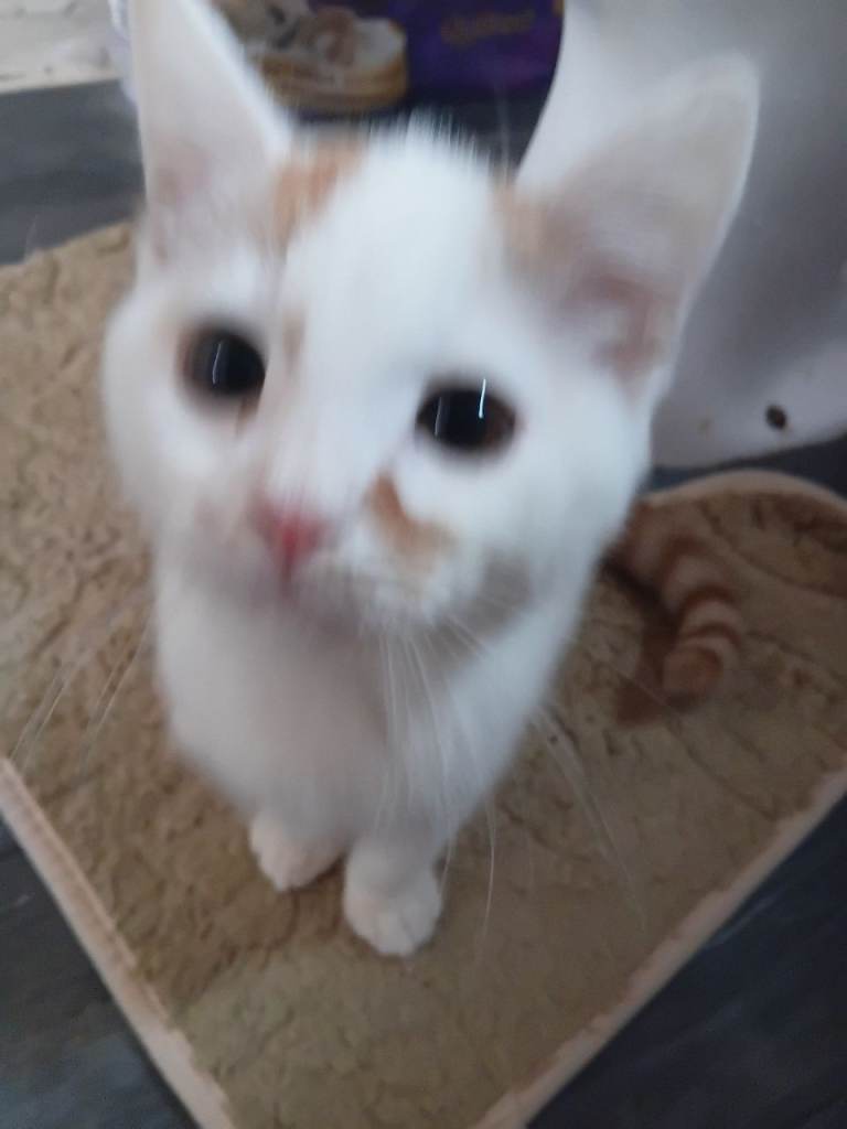 Beautiful kitten ready for loving new home 