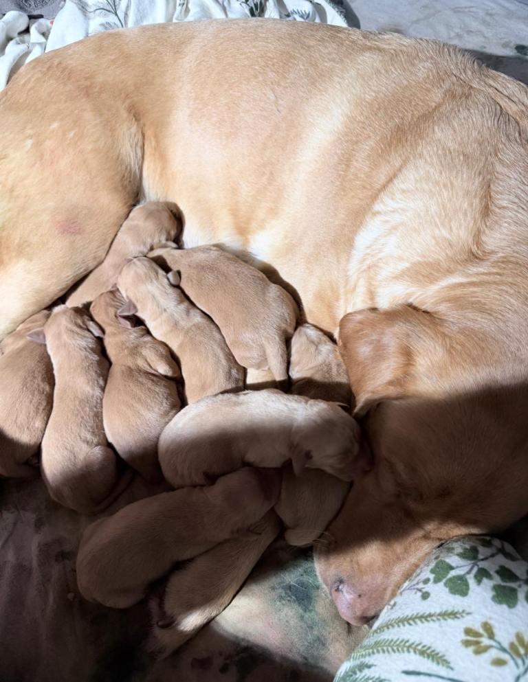 5 full pedigree fox red Labrador puppies in search for their forever home