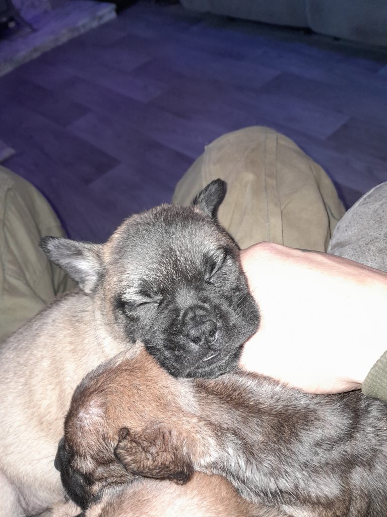 French bulldog x pups 