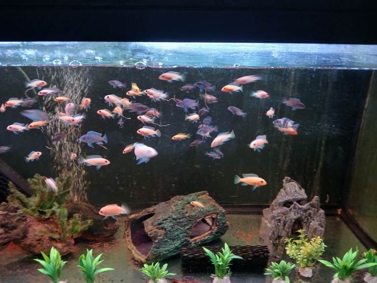 Mbuna Malawi Cichlids 