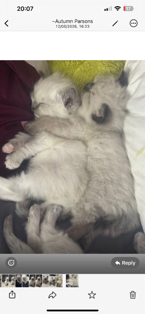 Pure breed RagDoll kittens 