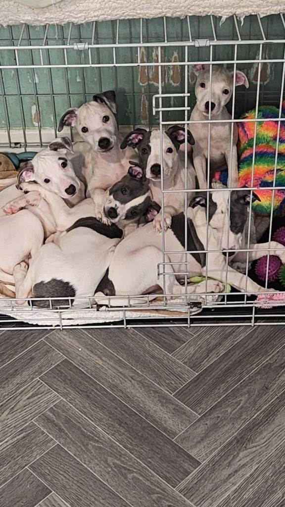 Whippet staffys for sale 