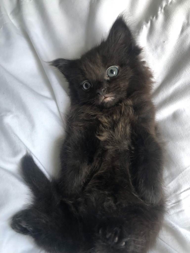 Long haired kittens