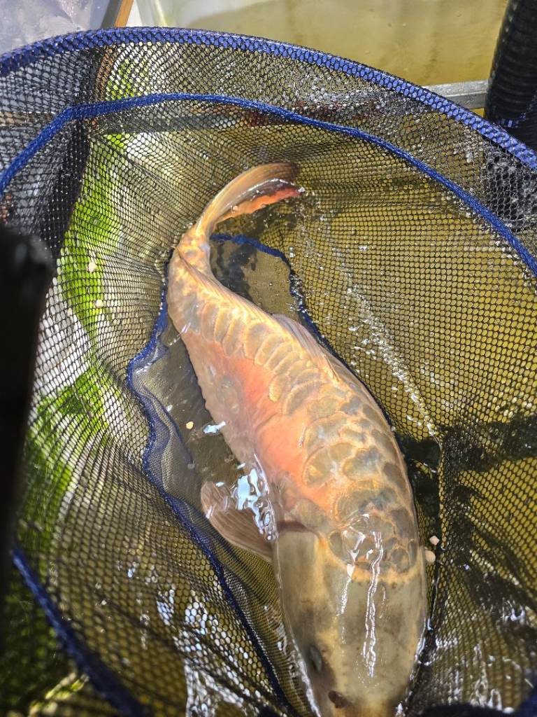 Fish