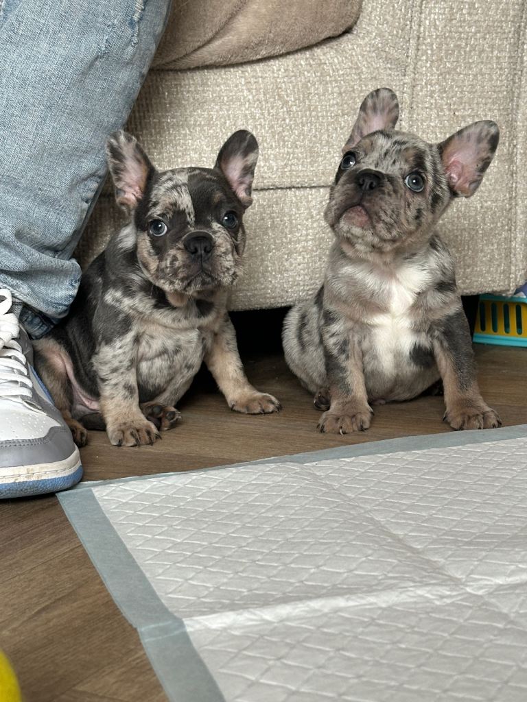French Bulldog Puppies