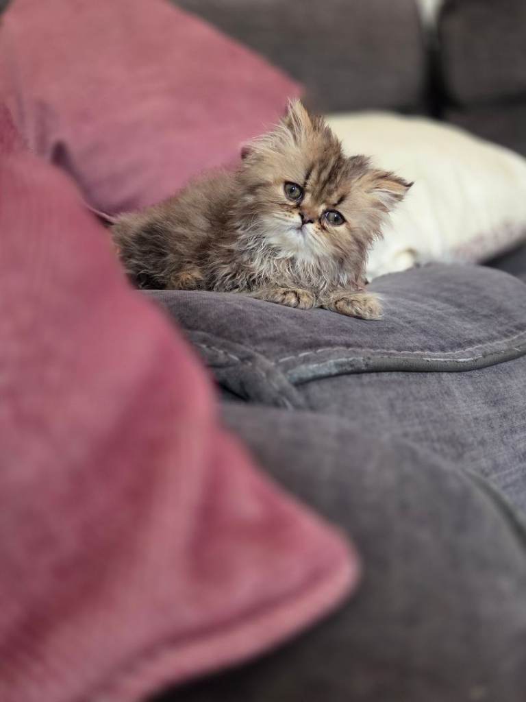 Two Persian kittens male ready now