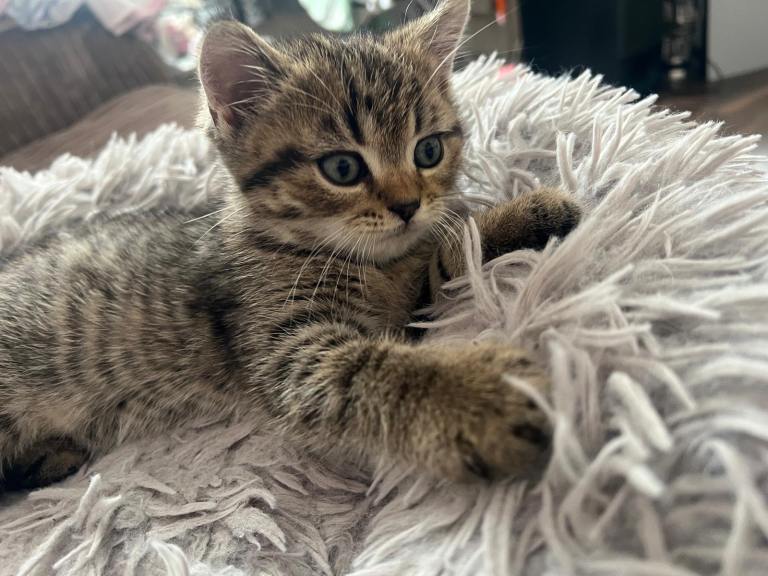Chinchilla/British shorthair male kitten