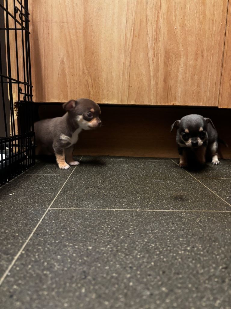 Tiny chihuahua puppies