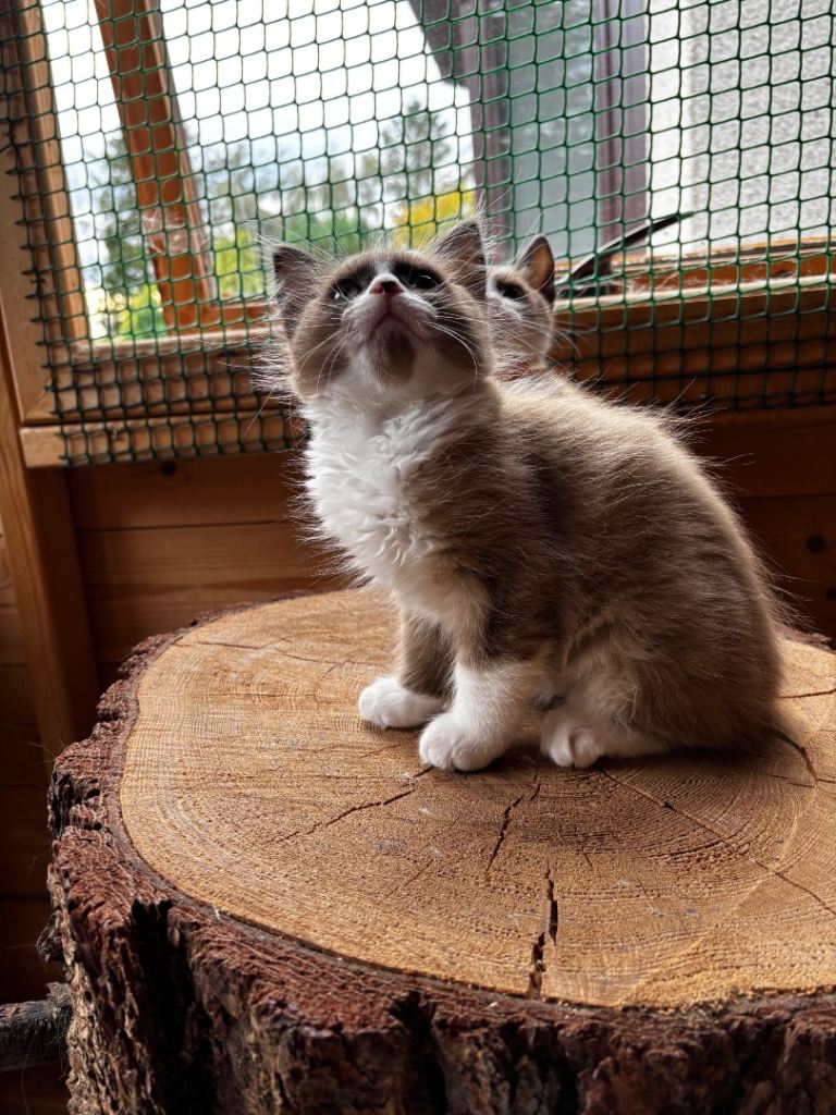 Beautiful Ragdoll x kittens ready to leave 