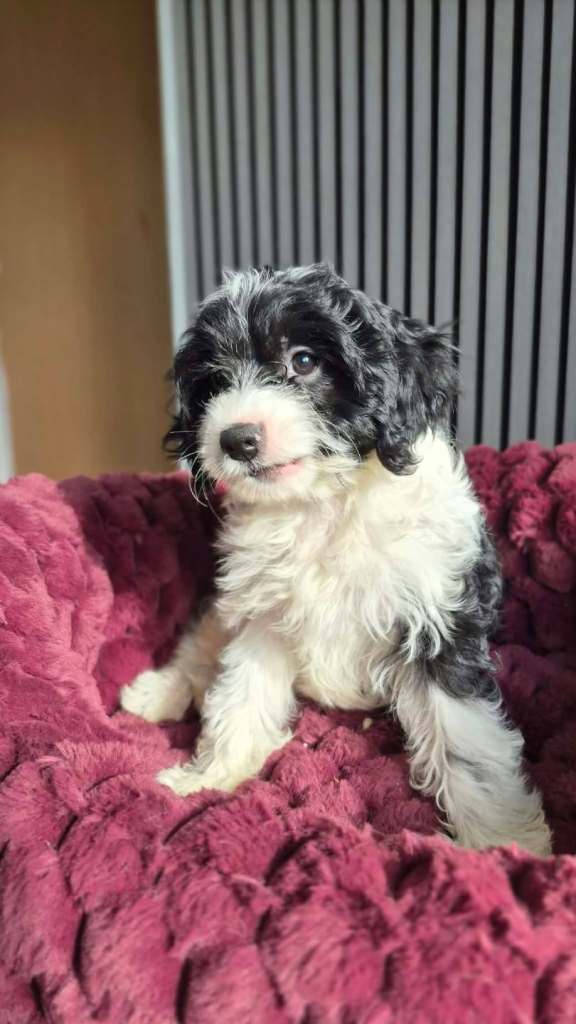  F1 Cavapoo puppy ready go home 