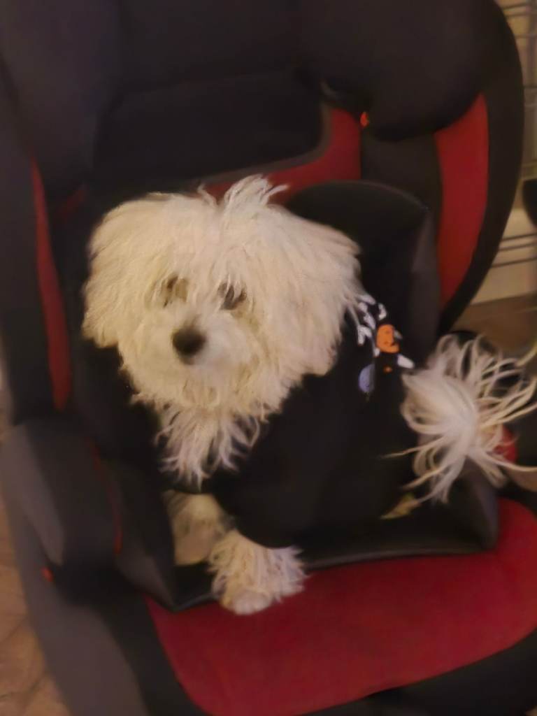 Maltese girl for sale