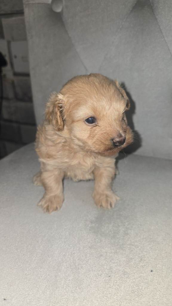 Puppie for sale