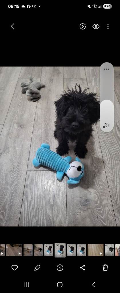 Shcnoodle pup
