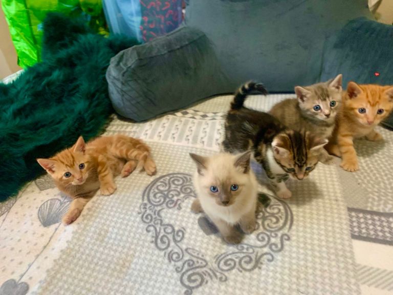 Kittens male and females 