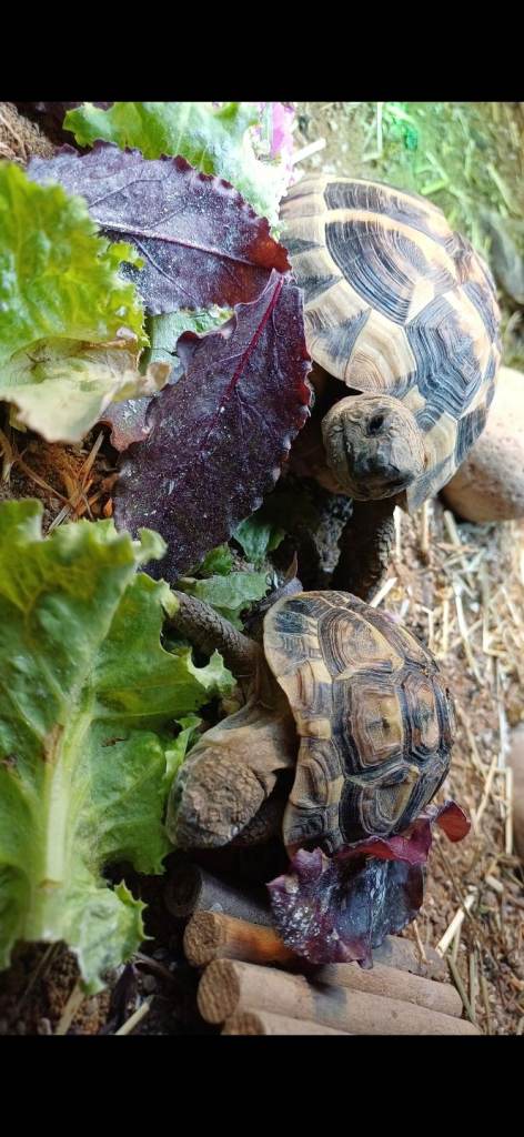 image for 3 Year Old Hermann Tortoise