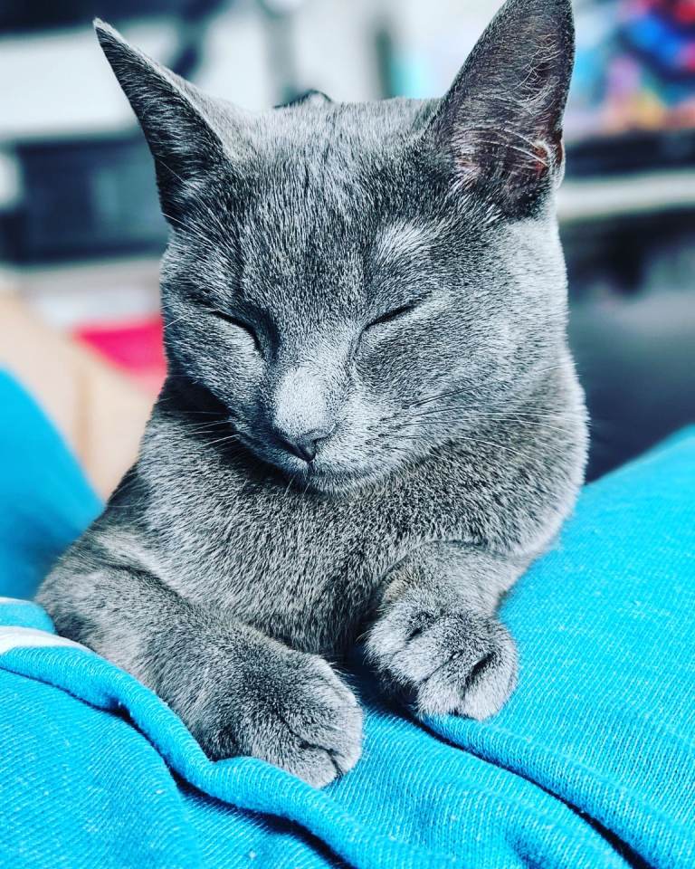 Female Russian Blue Cat needing home