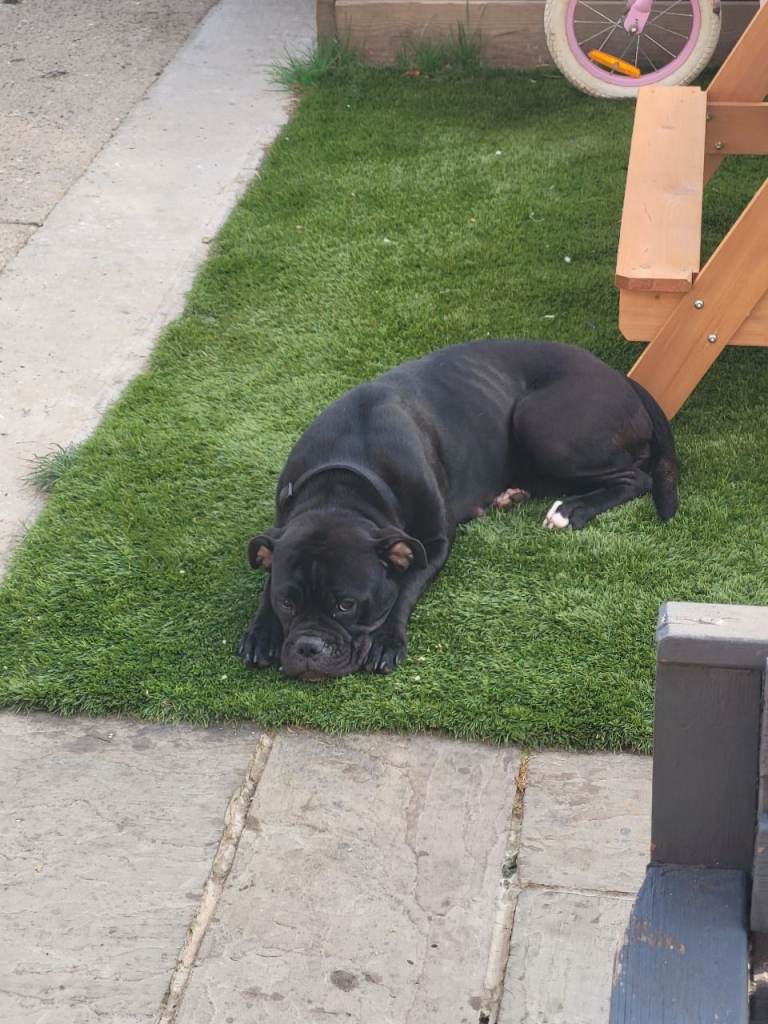  need of a good home old tyme bulldog