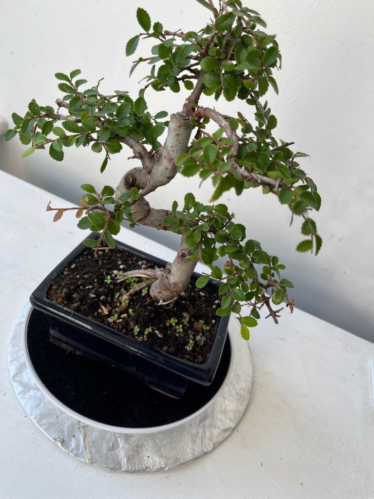 Chinese Elm Bonsai Tree - Healthy & Established