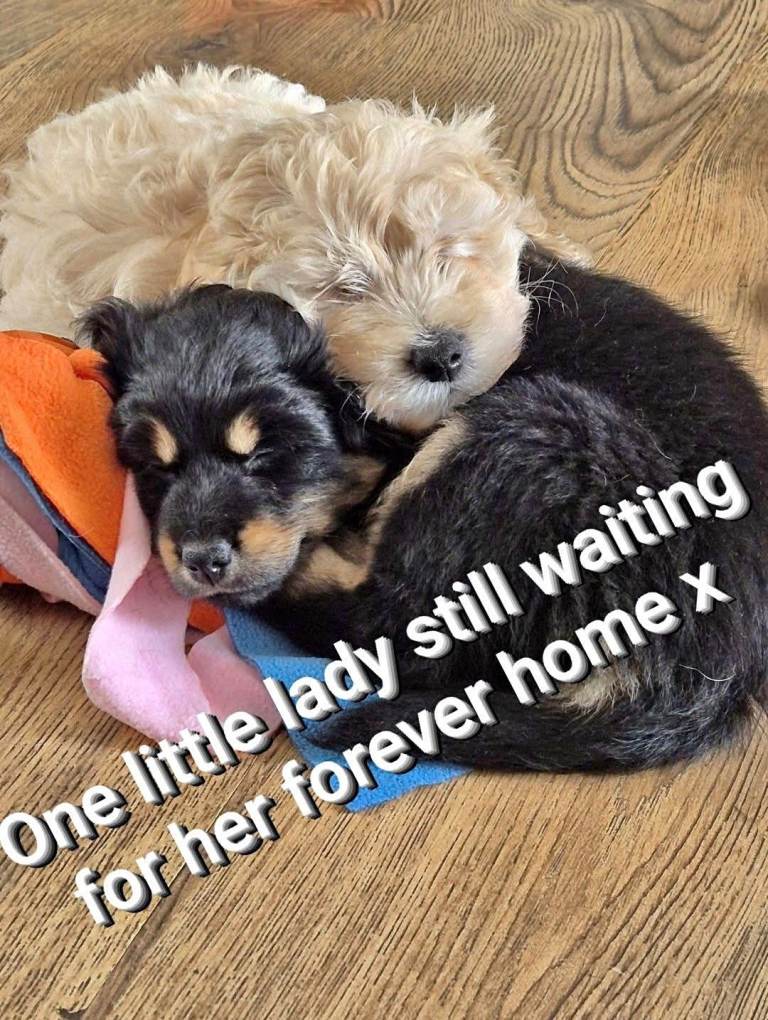 One Beautiful girl cockapomapoo puppy left