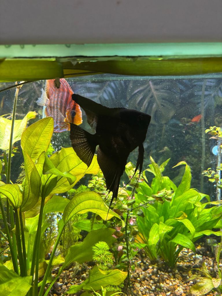 Big Angel Fish