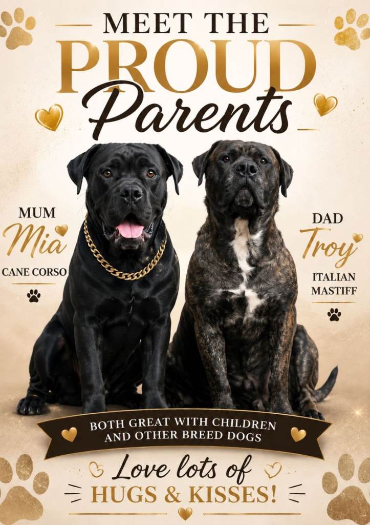 Italian Mastiff puppies
