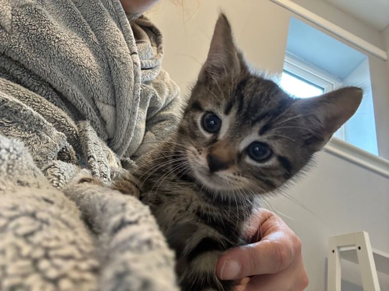 Kittens for sale 