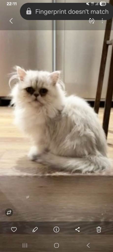 Chinchilla  persian kitten