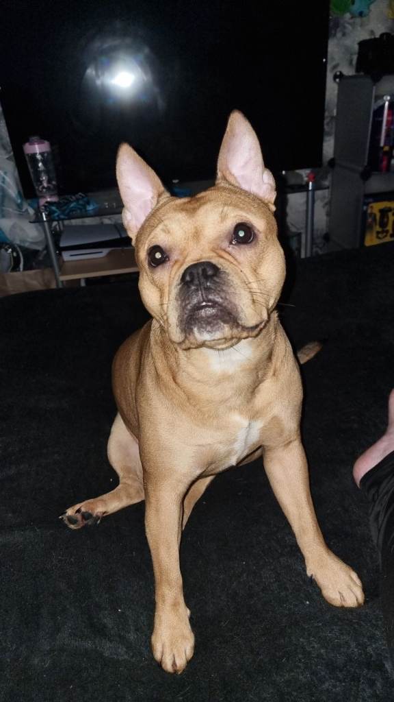 French bulldog cross american bulldog