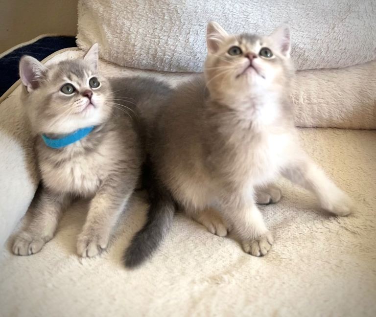 Luxury little boy NY12 BRS