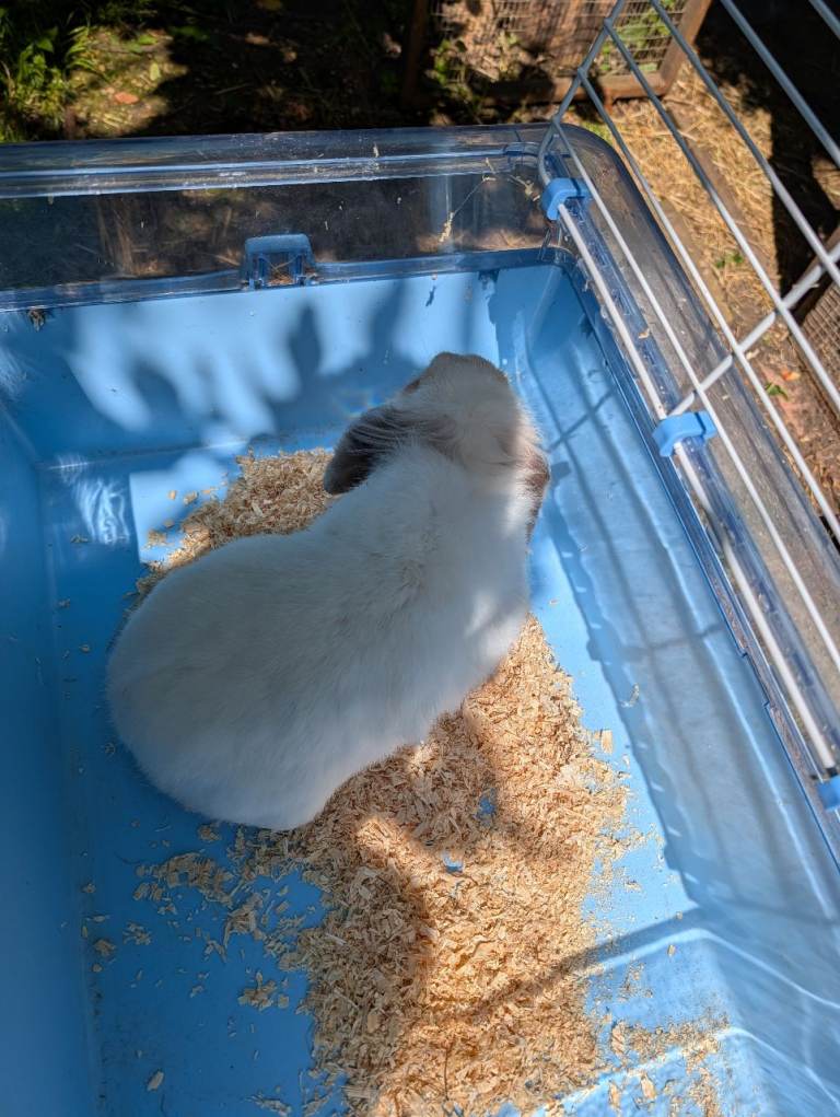 Mini Lop Rabbits 