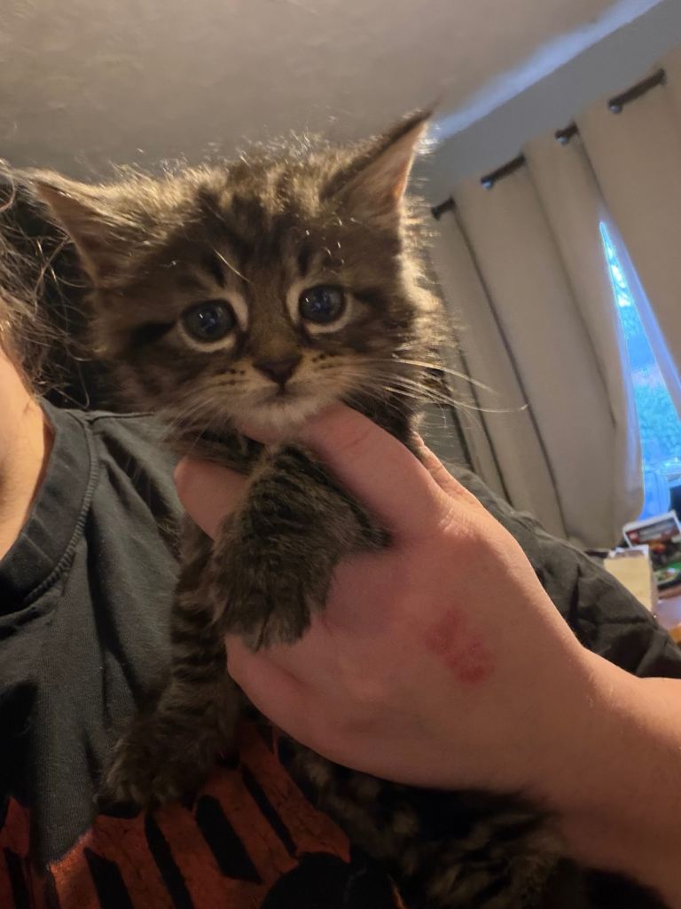 6 kittens mixed litter 