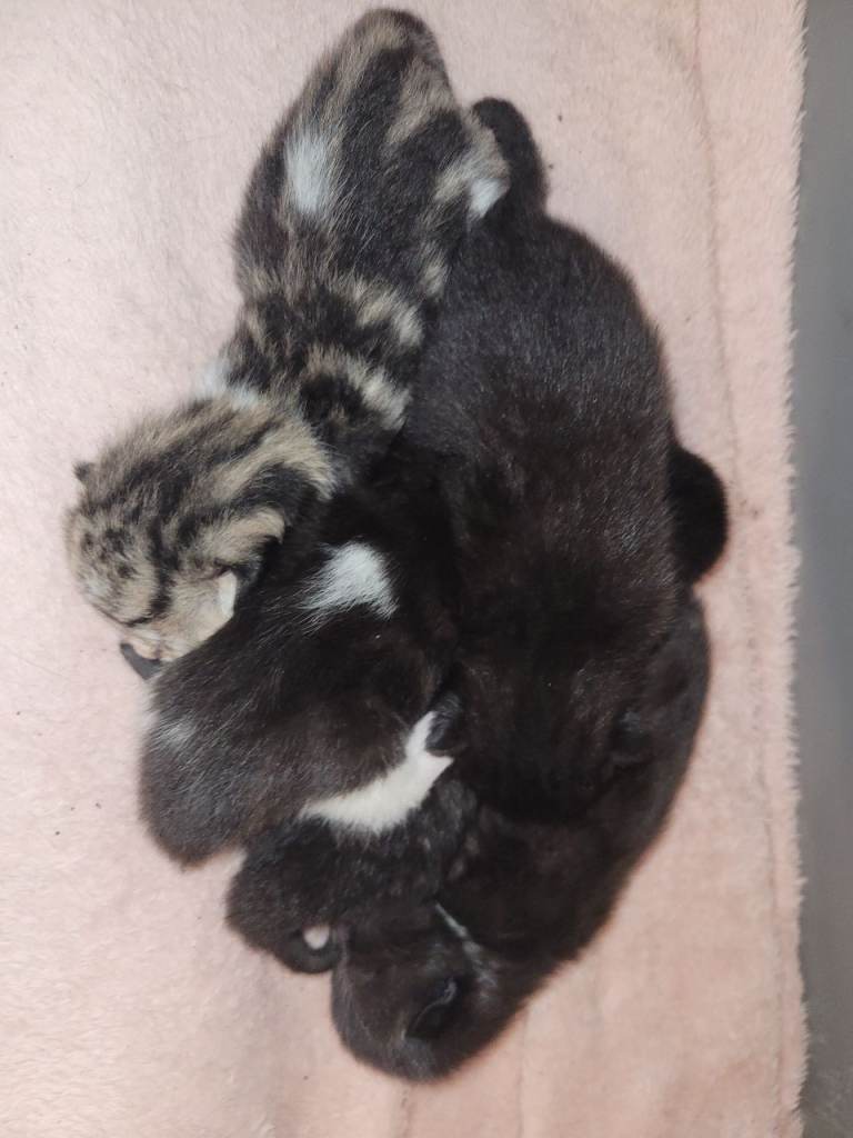Kittens Ready 23rd May 