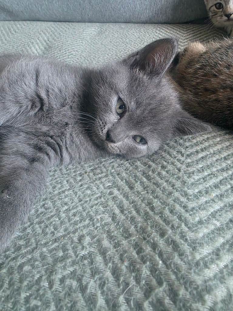 British shorthair kittens