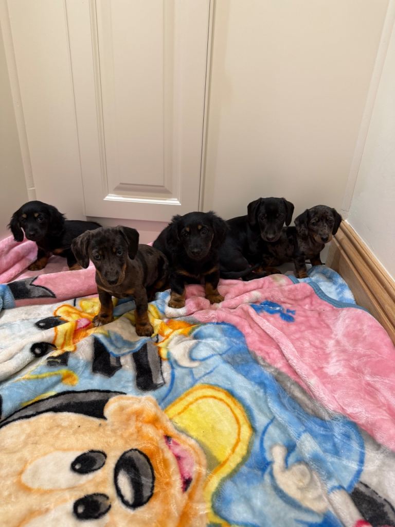Miniature Dachshund puppies