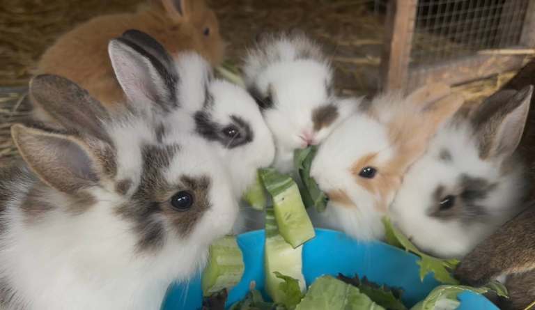 Little rabbits