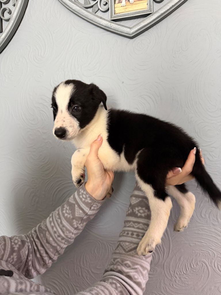 1 boy left ready now 