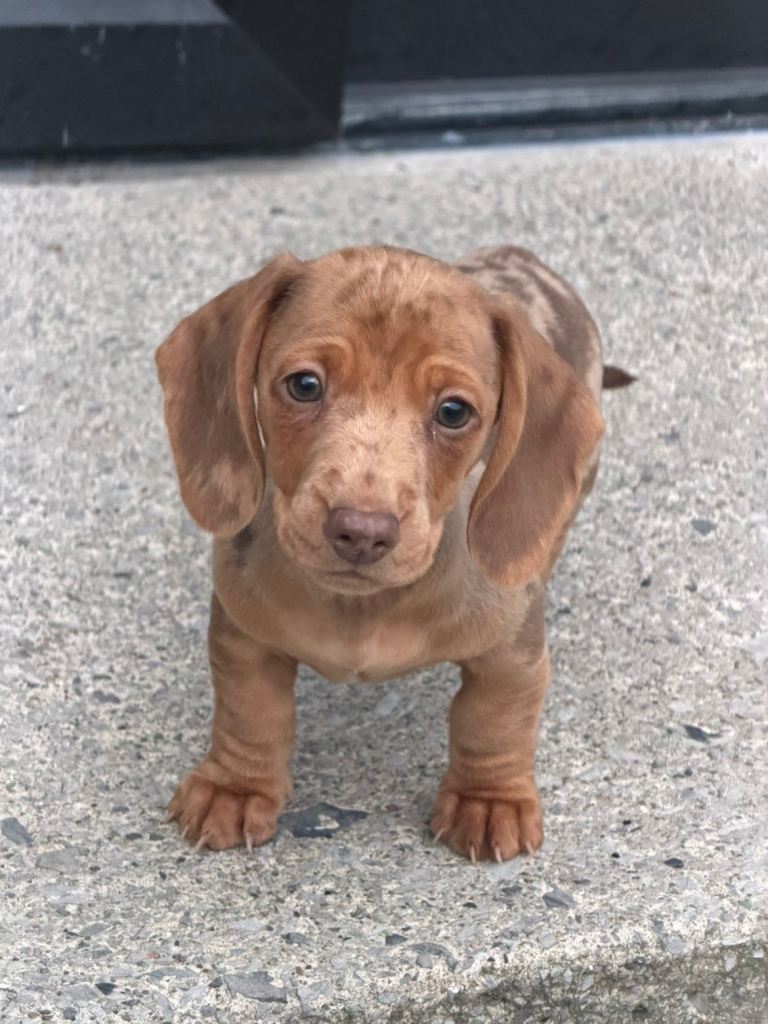 Full Pedigree Smooth Haired Minature Dachshunds