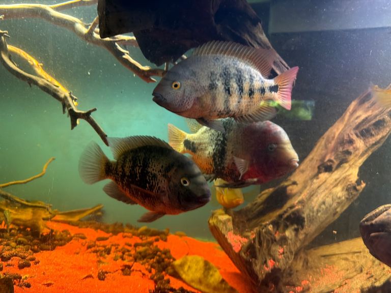 Tropical fish for sale