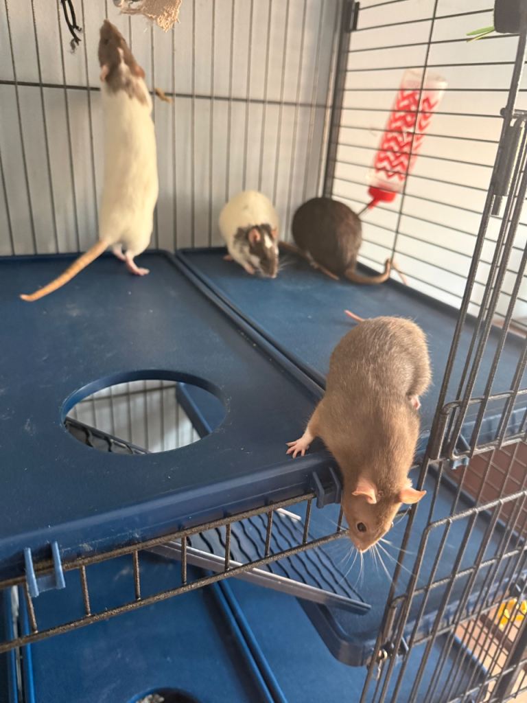Four female rats 7 months old. Cage and bits included. 